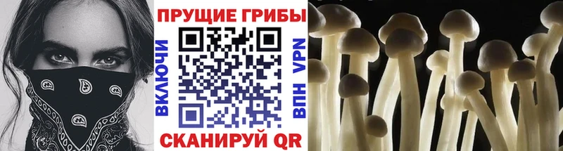 Купить закладки  Ленинградская  Галлюциногенные грибы MAGIC MUSHROOMS 